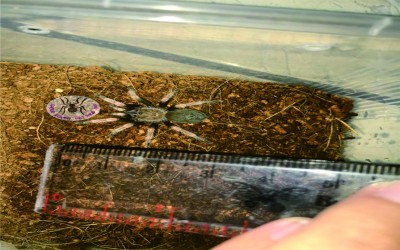 boehmei unsex 3 cm tarantula